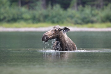 Moose Feeding in Pond in Glacier National Park in Montana 