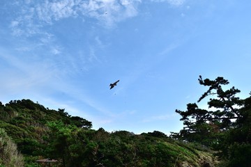 三浦半島 横須賀市荒崎海岸 野山のトンビ