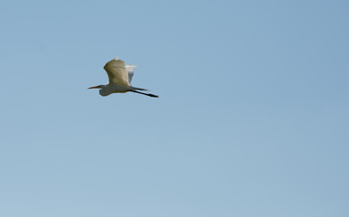 Great Egret in Flight