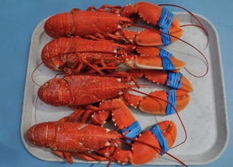 Lobsters on a tray