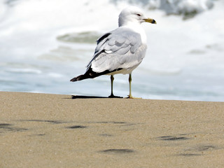 South Bethany gull on the beach 2016