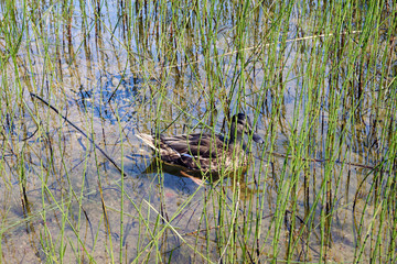 Duck in the hide