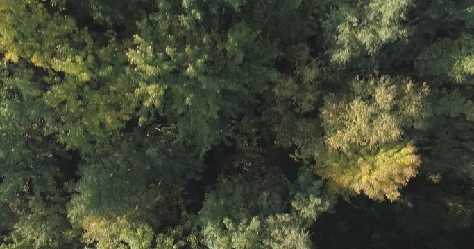 Aerial backward top view flight over autumn trees in forest in september