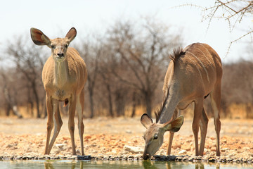 Two Femal Kudu at a waterhole, one drinking and the other looking alert in Ongava Reserve, Etosha