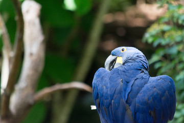 Macaw Cleaning Wing