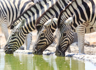 Fototapeta na wymiar Close up of three brutal zebra heads drinking from a waterhole, taken from below in camp, Etosha, Namibia