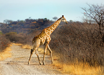 Naklejka na ściany i meble Giraffe crossing the road to enter the african bush in Hwange, Zimbabwe