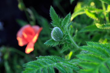 A poppy head waiting to come to life with a hairy stem