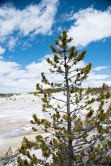 Fototapeta premium Pine tree