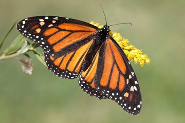Female Monarch Butterfly (danaus plexippus)