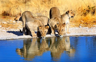 pride of african lions drinking from a waterhole in ongava reserve, etosha, namibia