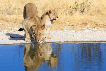 Naklejka na ściany i meble Mother and lion cub next to a waterhole drinking in Ongava Reserve, Etosha