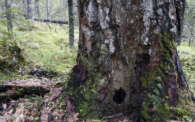 Big pine tree with a hole of a woodpecker