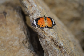 Butterfly in the garden