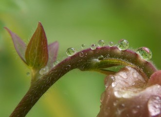 drops of rain on the plant