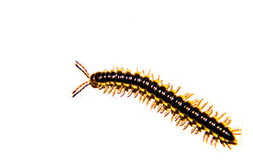  millipede .White background