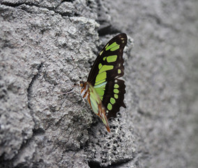 Malachite butterfly (Siproeta stelenes)