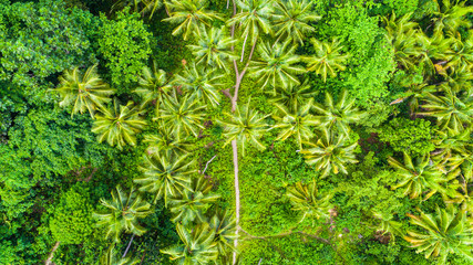 Aerial v iew of small jungle path in Raja Ampat, West Papua, Indonesia.