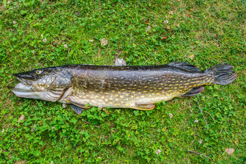 A large northern pike on the green grass.