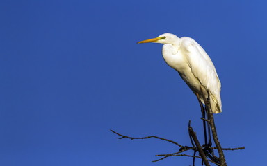 Great egret, ardea alba, on a tree, Neuchatel, Switzerland