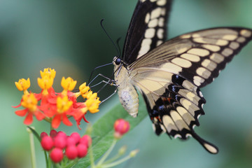 Papilio thoas, king swallowtail