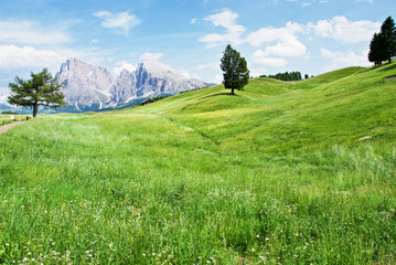 Fototapeta na wymiar Verdeggianti colline con alberi e montagne sullo sfondo
