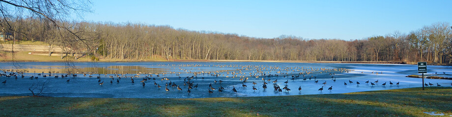 Winter Geese Panorama