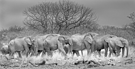 Family of african elephants walking in a line with a natural bush veld background in Hwange, Zimbabwe