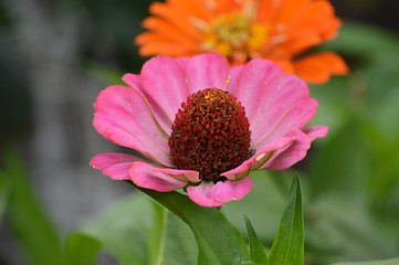Zinnia flower