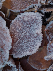 Fallen autumnal leaves covered with ice crystals from heavy frost