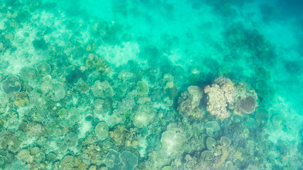 Corals near Raja Ampat island. West Papua, Indonesia.