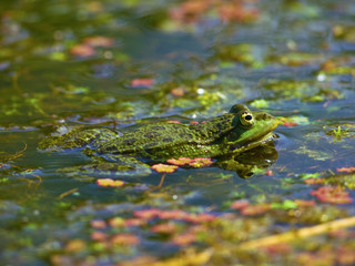 Marsh Frog (Rana ridibunda)