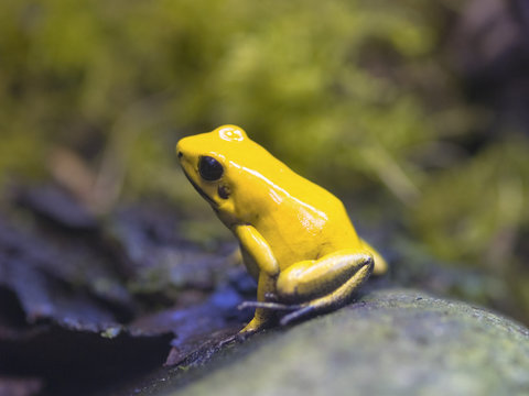 Black legged or Bi-Coloured Poison Dart Frog (Phyllobates bicolor) one of the most poisonous of the South American frogs