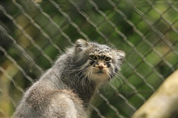 Close up of a Pallas's cat in captivity