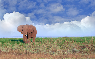 Naklejka na ściany i meble Elephant standing on the lush plans in Lake Kariba, with a dramatic blue cloudy sky background