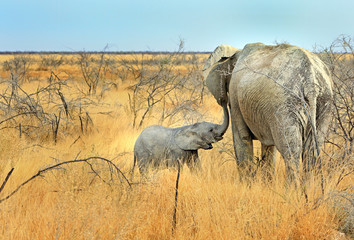 Mother and calf on the open plains of Etosha