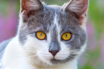 Portrait of gray-white kitten with bright orange eyes against the background of flowering plants in the bokeh