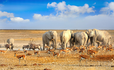 colourful Vibrant waterhole scene in Etosha with many animals and beautiful blue cloudy sky. Namibia, Southern Africa - obrazy, fototapety, plakaty