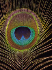 Obraz premium Detail of Peacock feather against black