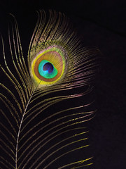 Detail of Peacock feather against black - 175749283