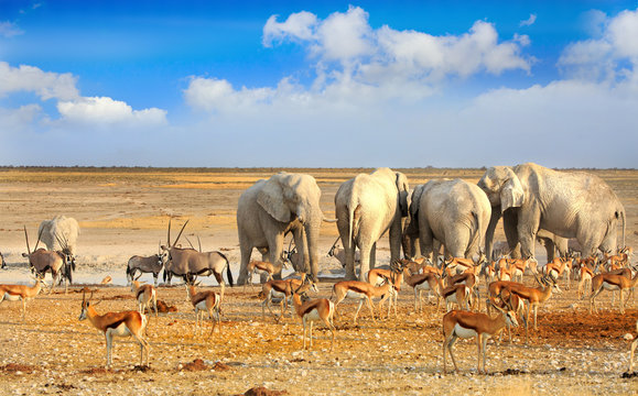 Gemsbok Images – Browse 59 Stock Photos, Vectors, and Video | Adobe Stock