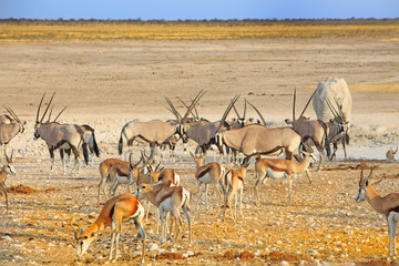 Fototapeta na wymiar Large herd of Gemsbok Oryx amongst a sea of Impala in Etosha