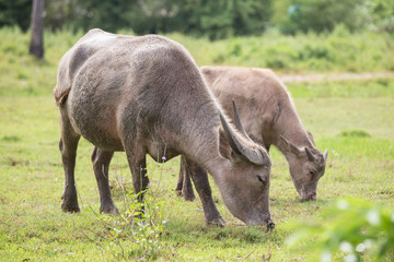 Buffalo tied up with rope standing next to buffalo calf on meadow. (Thailand)