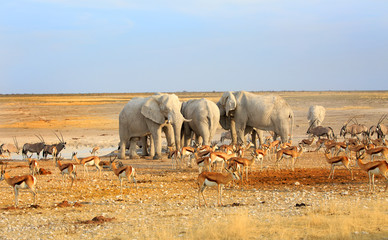 Lots of different animals around a waterhole including elephant, oryx and Impala in Etosha, Namibia