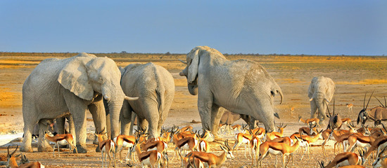 panorama of a vibrant waterhole with elephants and impala drinking in tot - obrazy, fototapety, plakaty