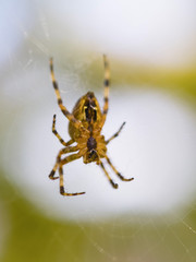 European Garden Spider ( Araneus diadematus )