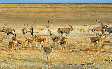 Large group of Gemsbok oryx and impala on the dry plains in Etosha, Namibia