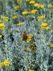 Cape Gold (Helichrysum sp.)