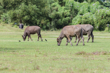 Buffalos tied up with rope on meadow. (Thailand)