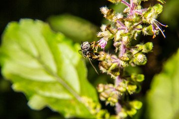 Bee feeding on flowers